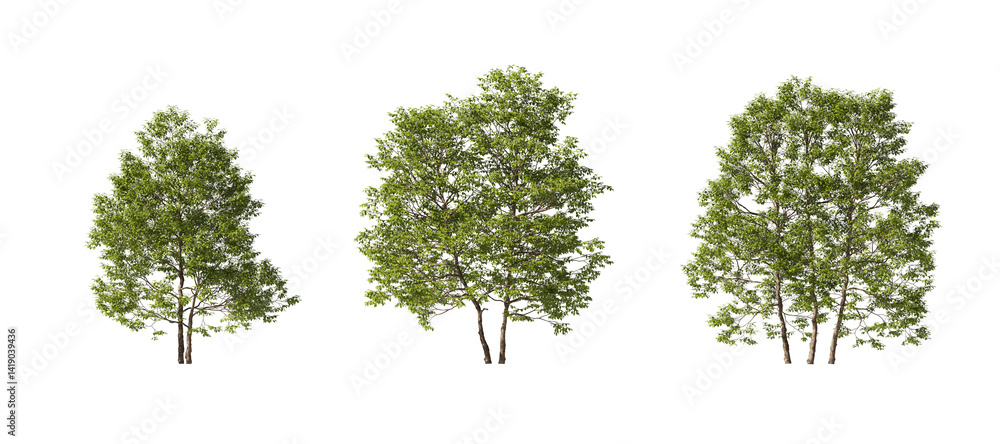 Aufkleber realistic greenery trees collection on transparent backgrounds. high quality 3d rendering. png forma