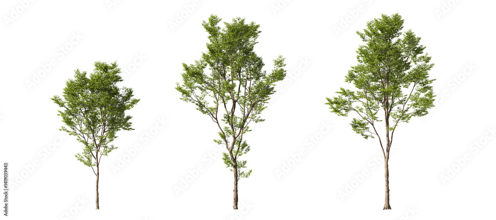 Aufkleber realistic greenery trees collection on transparent backgrounds. high quality 3d rendering. png forma
