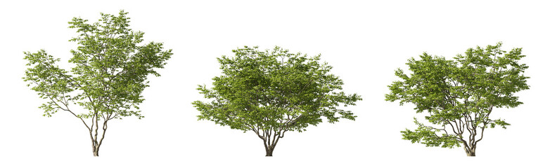 Realistic greenery trees collection on transparent backgrounds. high quality 3d rendering. png format	