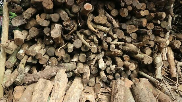 Firewood is stacked in a warehouse. The wood is used as a fire source when cooking using a simple and traditional stove.
