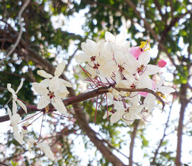 Obraz premium Close up shot of Wishing tree flower blossom, Low angle view