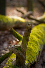 alte Baumwurzel im Wald