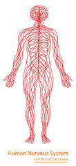 Abstract chaotic line art of full-body human nervous system. Symbolic concept of neural pathways, complexity, and connectivity. Nervous system, human, neural, abstract, vector, line art, chaos