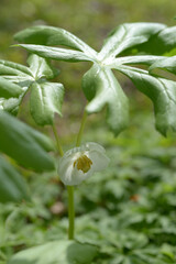 アメリカハッカクレン