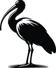 Ibis Standing Gracefully on One Leg Silhouette