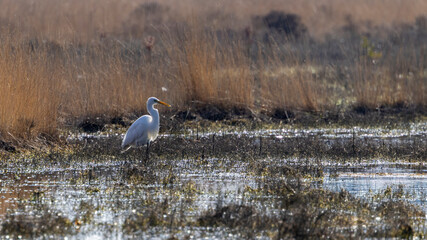 Silberreiher steht im Wasser