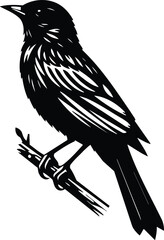 Oriole Perched on Branch Silhouette in Black and White