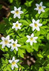 White snowdrops on a forest glade
