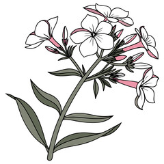 Exquisite Night Phlox Flower Detailed Artwork