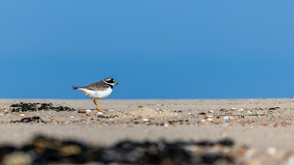 Sandregenpfeifer am Strand
