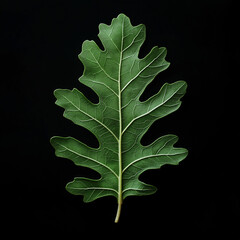 Fototapeta premium isolated green leaf with black background.