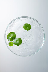 Vertical photo of some green pennywort leaves placed in a round petri dish.Liquid in the dish is a...