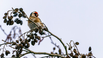 Stieglitz auf einem Ast