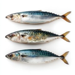 Three Fresh Mackerel Fish Arranged on White Background for Seafood Menu Design