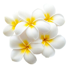 Closeup view of beautiful plumeria flowers showcasing delicate white petals with vibrant yellow centers, Closeup view beautiful Plumeria flowers isolated on Transparent background