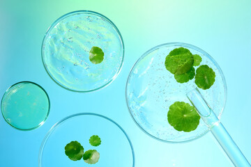 Some round glass dishes commonly used in laboratories contain fresh Centella asiatica (gotu kola) leaves and transparent essence. A test tube contains liquid extracted from pennywort ingredients.