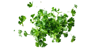 Chopped dry parsley leaves flying, isolated on white, clipping standard