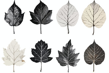 Obraz premium set of leaf