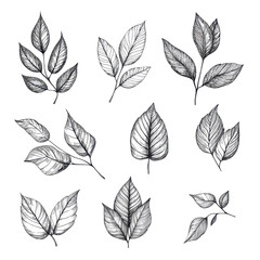 Obraz premium Handdrawn leaves collection isolated on white background showcasing intricate details and textures, handdrawn leaves isolated on white background