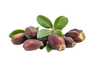 Closeup of Argan Tree Fruits Rich in Oil  Nourishing  Natural Beauty Product