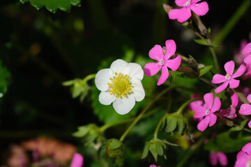 白色のかわいいいちごの花びら