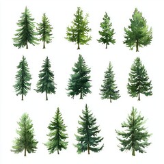 Obraz premium Watercolor pine tree set for Christmas New Year decoration hand-painted evergreen fir forest winter holiday artwork