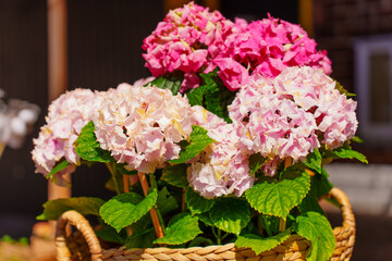 Colorful Hydrangea Flowers In A Woven Basket Outdoors