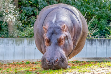 Cöose-up of a Hippopotamus grazing in a zoo habitat