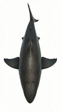 Aerial view of a shark swimming in the ocean with fins and tail visible in a marine environment
