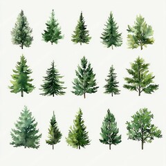 Obraz premium Watercolor pine tree collection for Christmas and New Year decoration natural evergreen fir forest holiday artwork