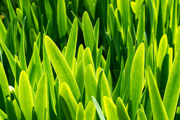 The scallion greens is fresh.