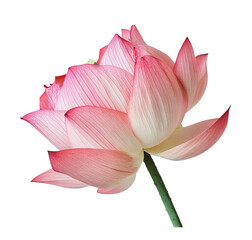 Obraz premium A pink lotus flower, isolated on Png Format and Transparent Background