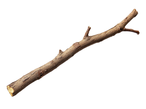 A Detailed Close Up of a Single Dry Branch Isolated Against a Black Background
