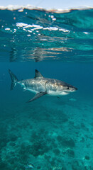Fototapeta premium A shark swims beneath the surface of the ocean with sunlight reflecting on the water's surface