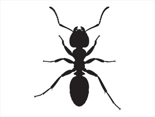 Ant silhouette white background