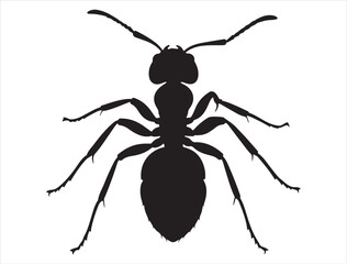 Ant silhouette white background