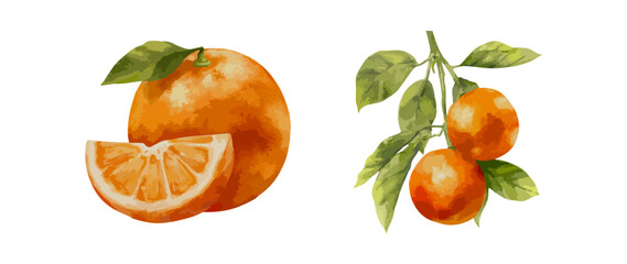 Watercolor vector illustration of ripe orange fruit with slice and leafy branch. Citrus hand drawn botanical element for packaging label kitchen print and organic food design