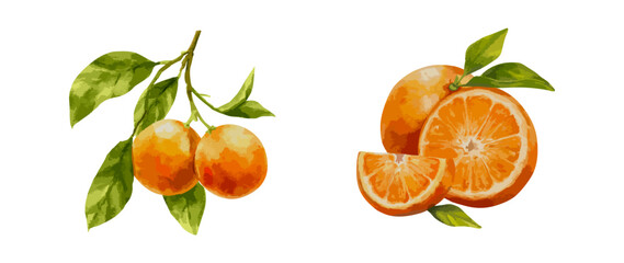 Watercolor vector illustration of ripe orange fruit with slice and leafy branch. Citrus hand drawn botanical element for packaging label kitchen print and organic food design