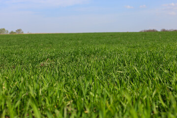 An endless field of young green grass stretches to the horizon under a clear blue sky. The fresh greenery creates a feeling of peace and growth.