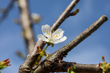 A delicate white cherry blossom has bloomed on a thin branch against a clear blue sky. Yellow stamens are visible in the center of the flower. Sunlight softly illuminates the petals.