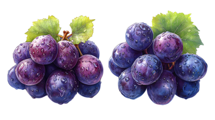 Purple wine grapes bunch, high-definition, realistic look, isolated on white background