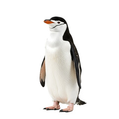 Fototapeta premium Penguin stands on transparent background, wildlife image.