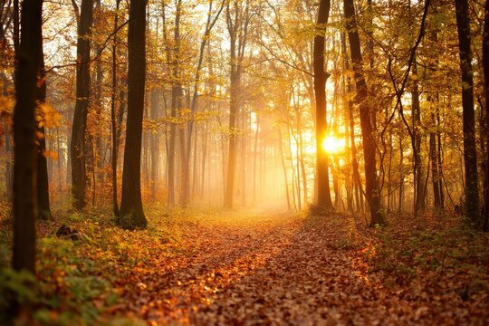 Autumn forest path at sunset