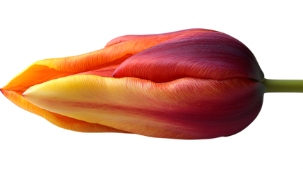 Red and yellow tulip bud with strong contrast and shadowing, isolated on clean white