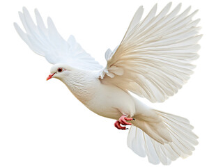 Fototapeta premium Majestic White Dove in Flight Graceful Wings Spread Wide Against Black Background
