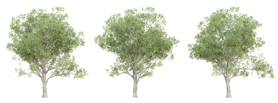3d quercus robur trees on transparent background, png plant.