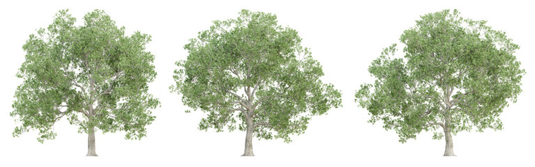 3d quercus robur trees on transparent background, png plant.