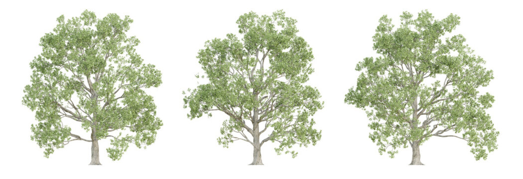 3d quercus robur trees on transparent background, png plant.