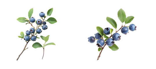 Two sprigs of ripe blueberries with leaves, cut out transparent