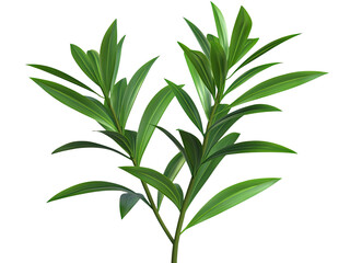 Fototapeta premium Vibrant Green Plant Leaves Detailed Closeup Photography Lush Foliage Botanical Garden